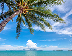 Palm Trees and Beach Thailand		